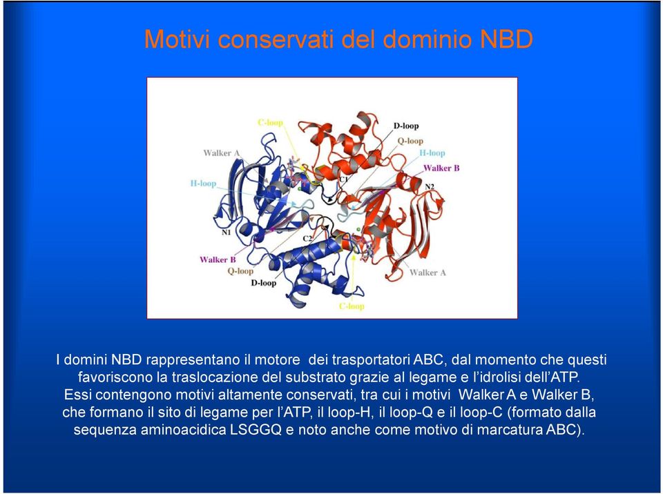 Essi contengono motivi altamente conservati, tra cui i motivi Walker A e Walker B, che formano il sito di