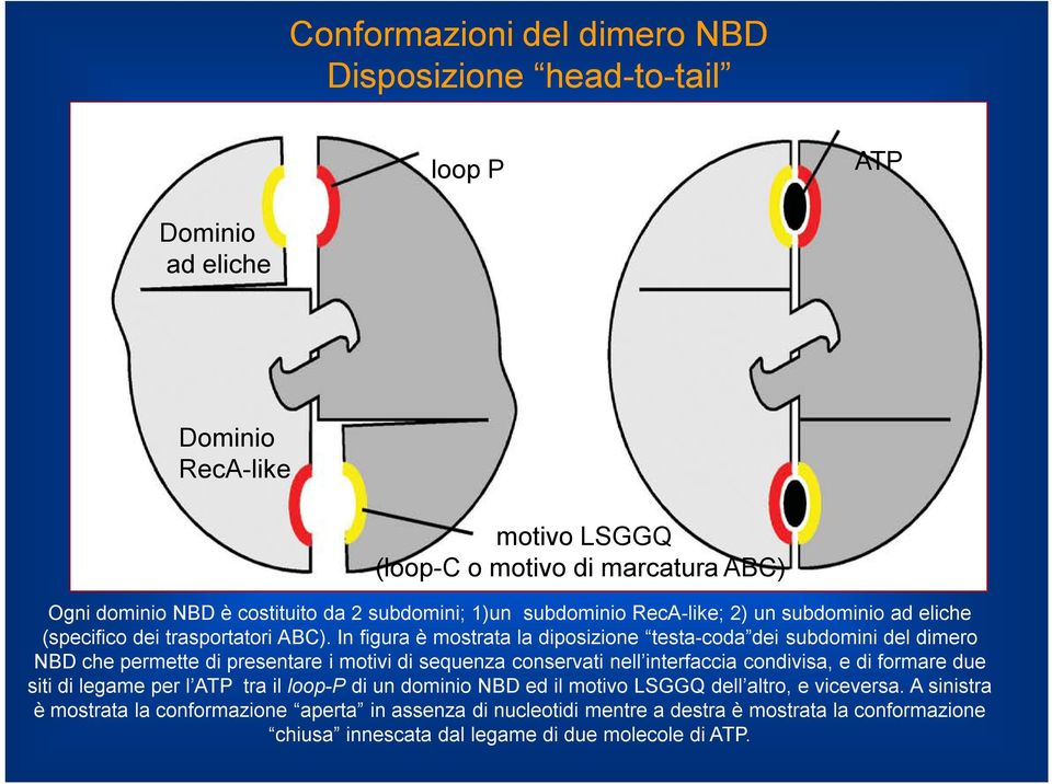 In figura è mostrata la diposizione testa-coda dei subdomini del dimero NBD che permette di presentare i motivi di sequenza conservati nell interfaccia condivisa, e di formare due