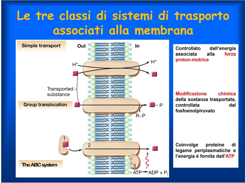 Modificazione chimica della sostanza trasportata, controllata dal