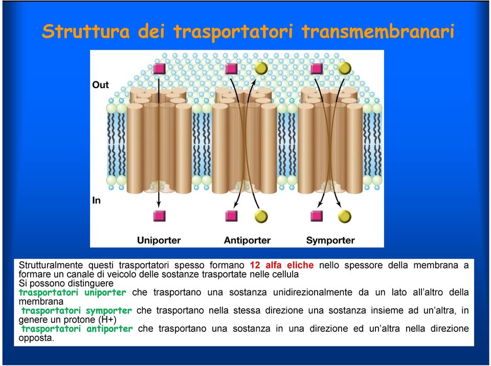 sostanza unidirezionalmente da un lato all altro della membrana trasportatori symporter che trasportano nella stessa direzione una sostanza