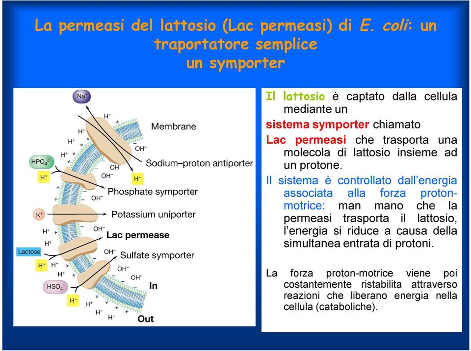 trasporta una molecola di lattosio insieme ad un protone.