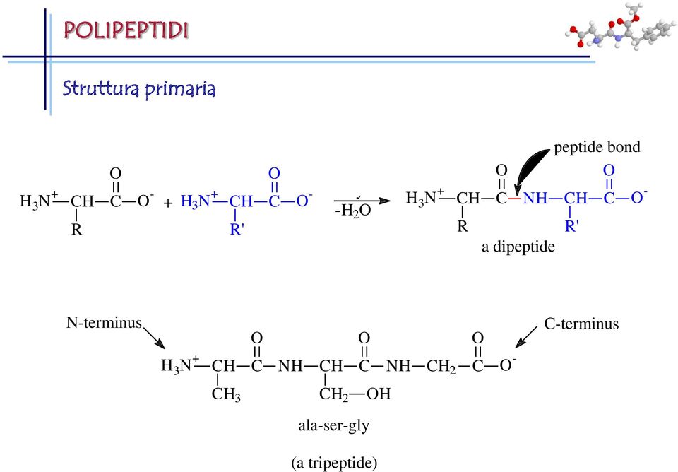 dipeptide CH R' O C O - N-terminus O O O C-terminus H 3 N + CH