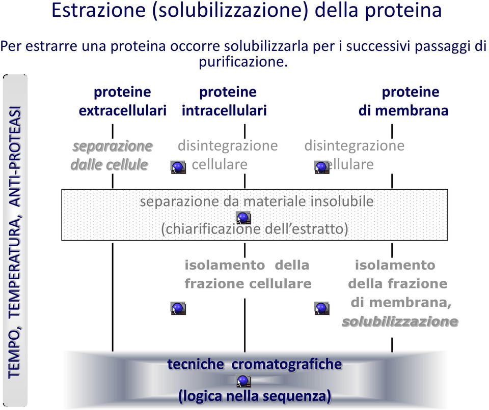 proteine proteine proteine extracellulari intracellulari di membrana separazione disintegrazione disintegrazione dalle