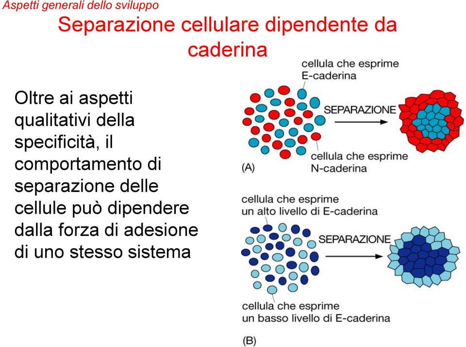 specificità, il comportamento di separazione delle