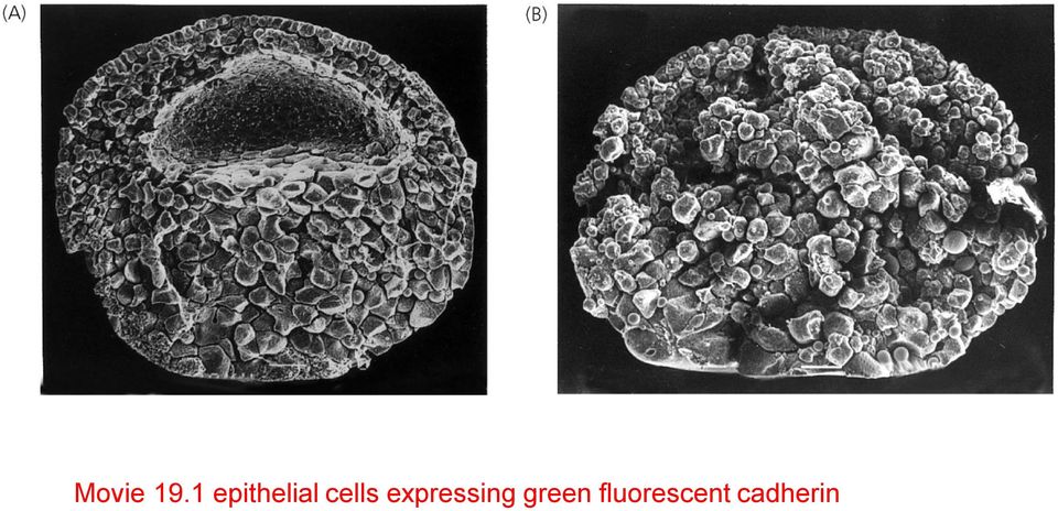 cells expressing