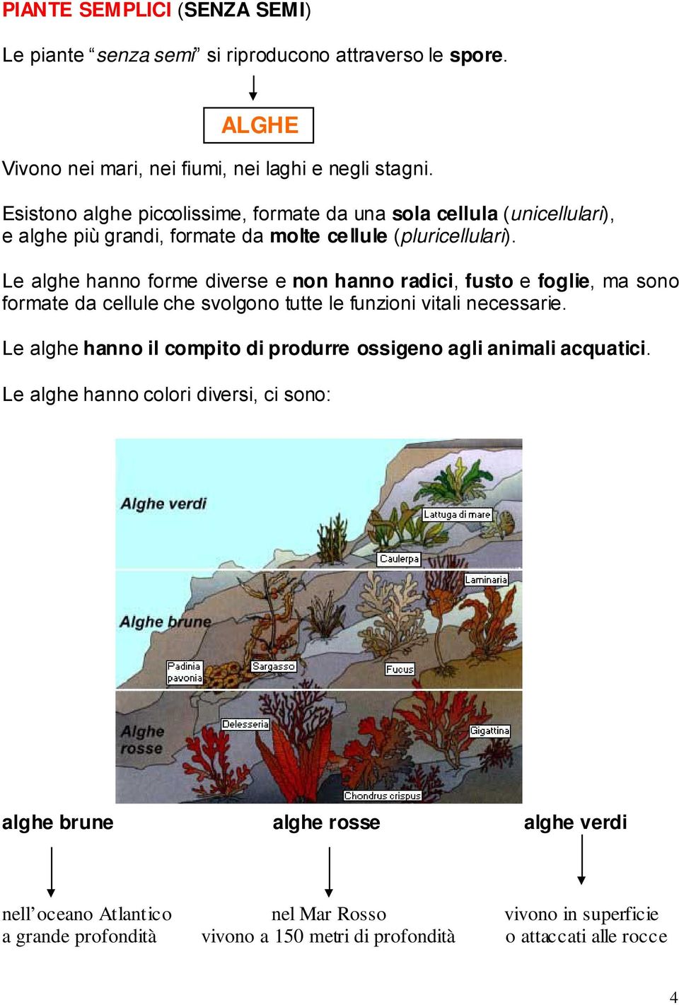 Le alghe hanno forme diverse e non hanno radici, fusto e foglie, ma sono formate da cellule che svolgono tutte le funzioni vitali necessarie.