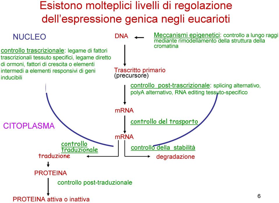 lungo raggio mediante rimodellamento della struttura della cromatina controllo post-trascrizionale: splicing alternativo, polya alternativo, RNA editing tessuto-specifico