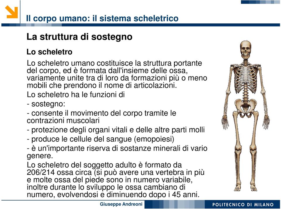Lo scheletro ha le funzioni di - sostegno: - consente il movimento del corpo tramite le contrazioni muscolari - protezione degli organi vitali e delle altre parti molli - produce le cellule del