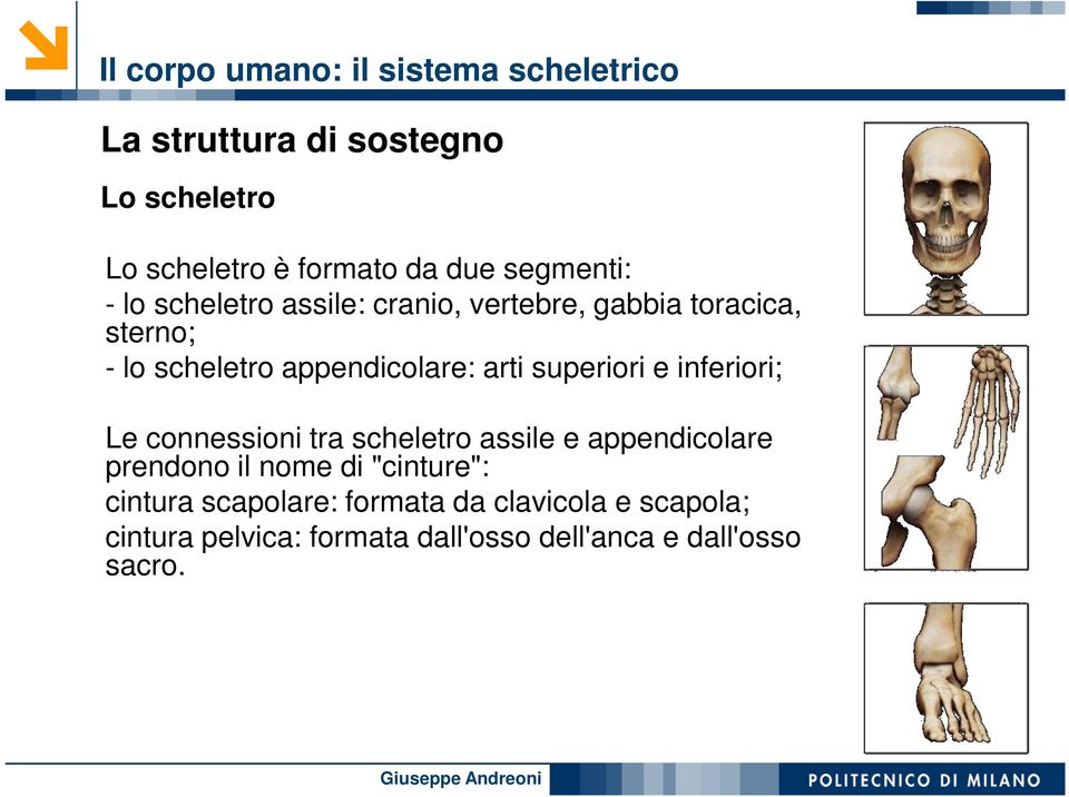 arti superiori e inferiori; Le connessioni tra scheletro assile e appendicolare prendono il nome di