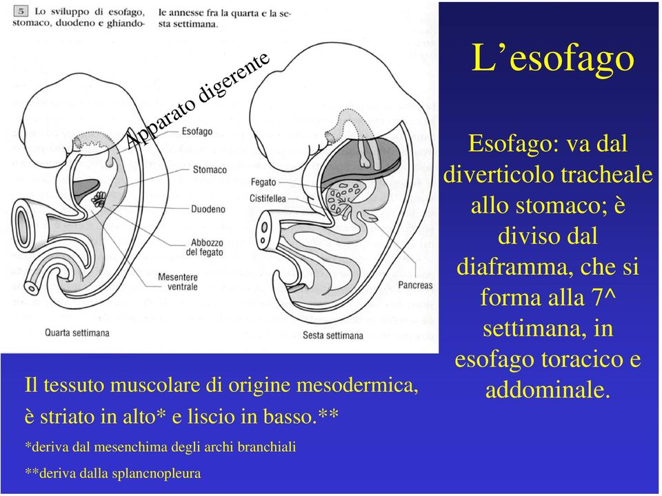 ** L esofago Esofago: va dal diverticolo tracheale allo stomaco; è diviso dal