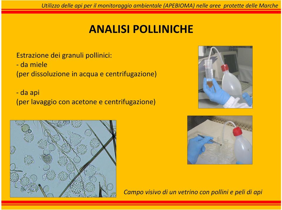 centrifugazione) da api (per lavaggio con acetone e