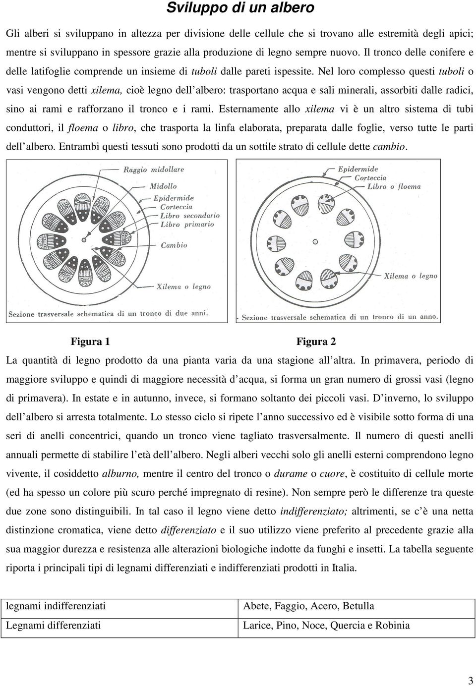 Nel loro complesso questi tuboli o vasi vengono detti xilema, cioè legno dell albero: trasportano acqua e sali minerali, assorbiti dalle radici, sino ai rami e rafforzano il tronco e i rami.