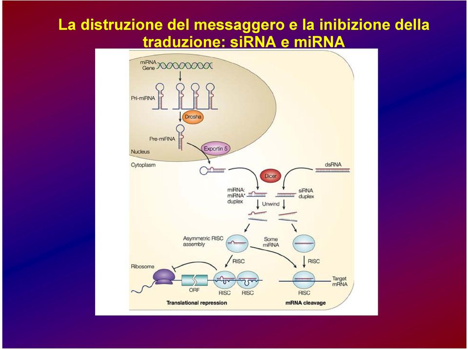 inibizione della