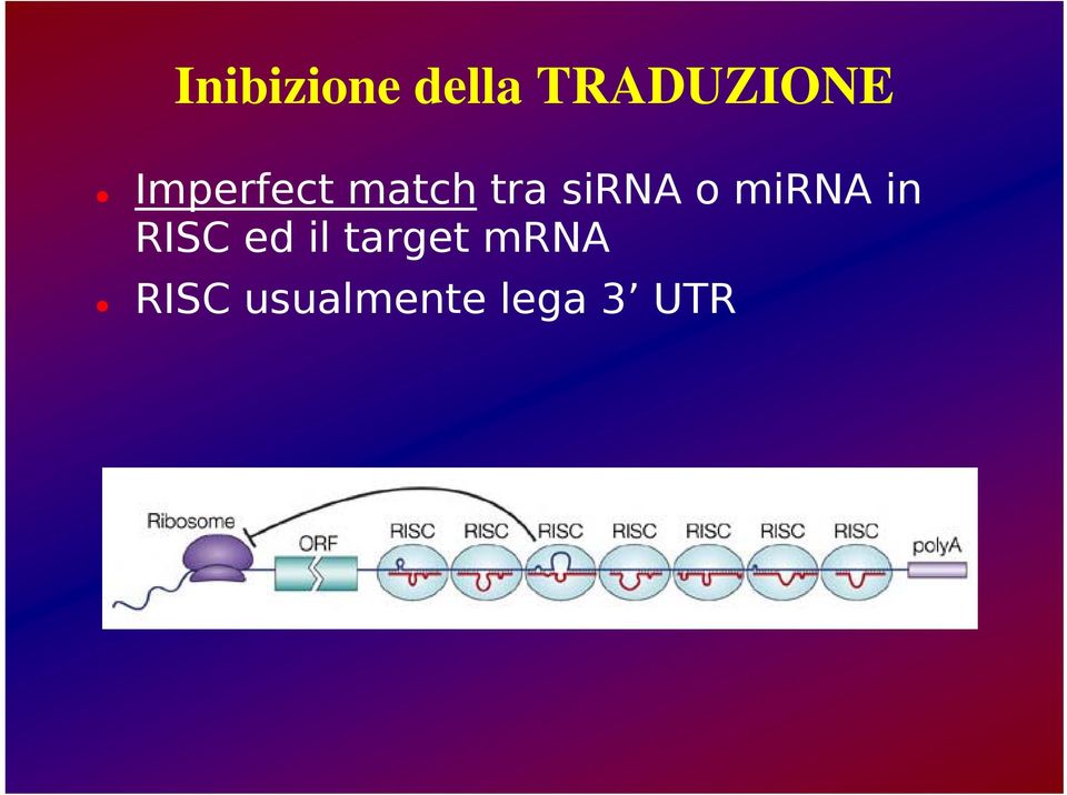 mirna in RISC ed il target
