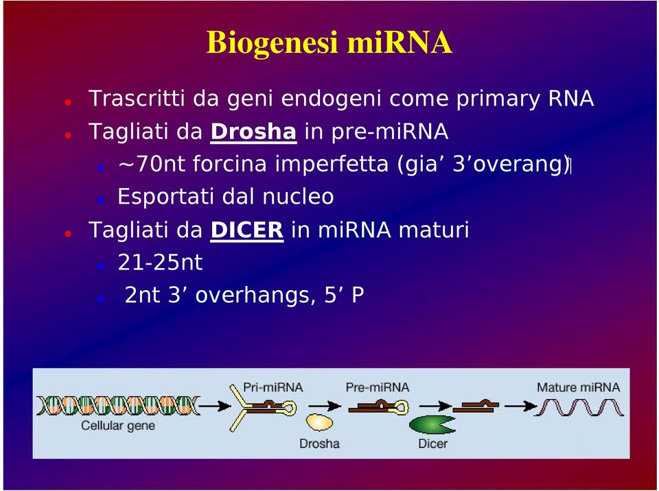 overang ~70nt forcina imperfetta (gia Esportati dal