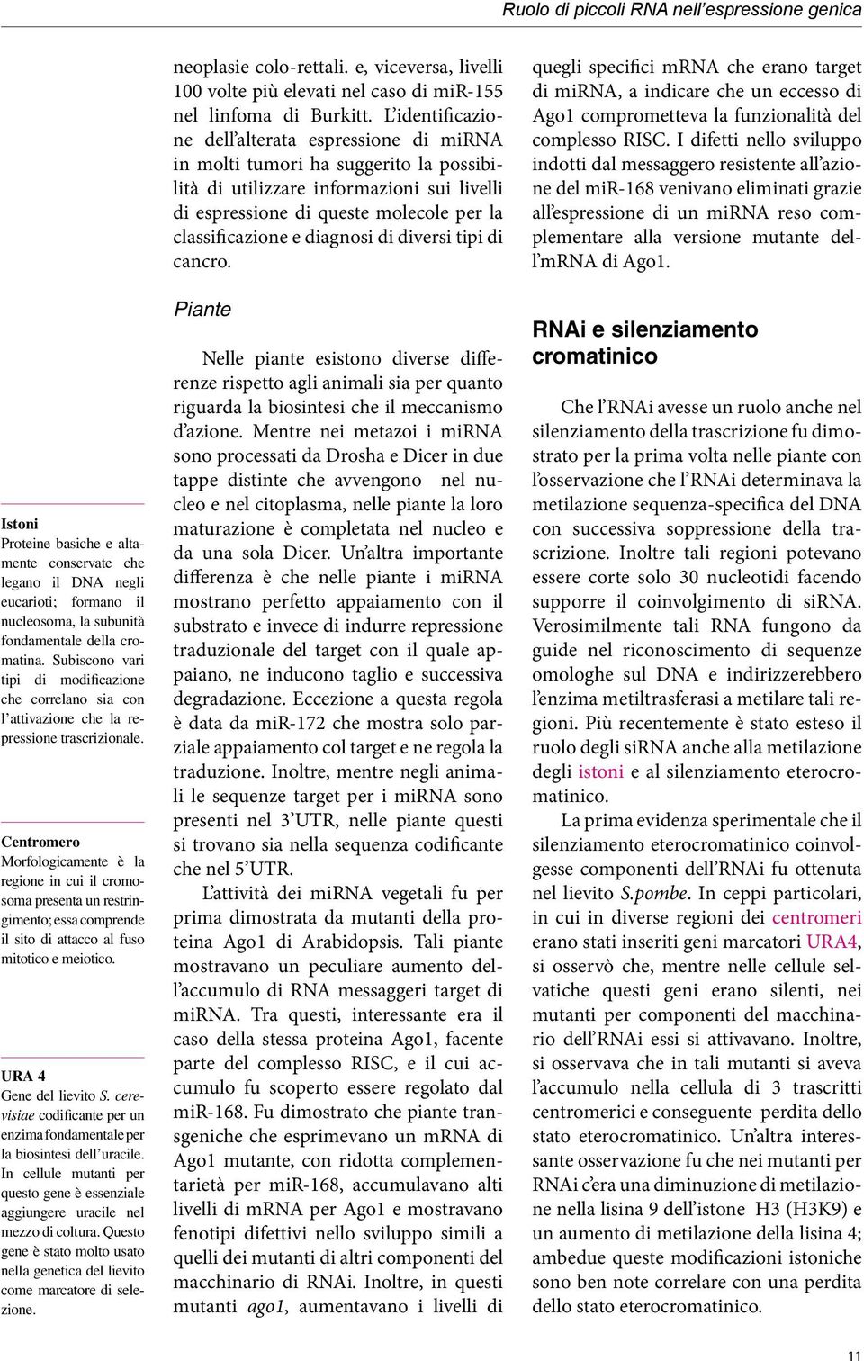 Centromero Morfologicamente è la regione in cui il cromosoma presenta un restringimento; essa comprende il sito di attacco al fuso mitotico e meiotico. URA 4 Gene del lievito S.