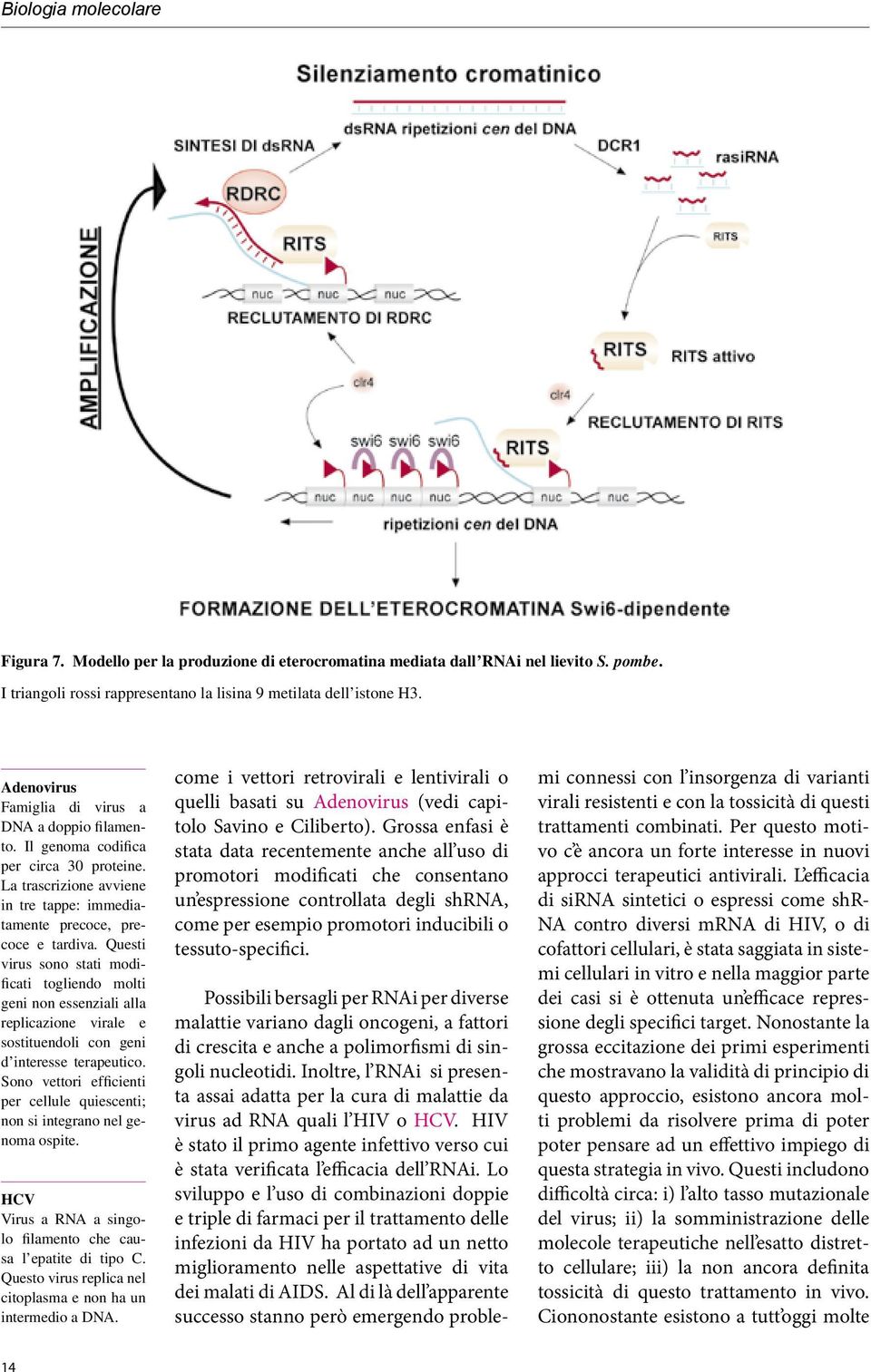 Questi virus sono stati modificati togliendo molti geni non essenziali alla replicazione virale e sostituendoli con geni d interesse terapeutico.