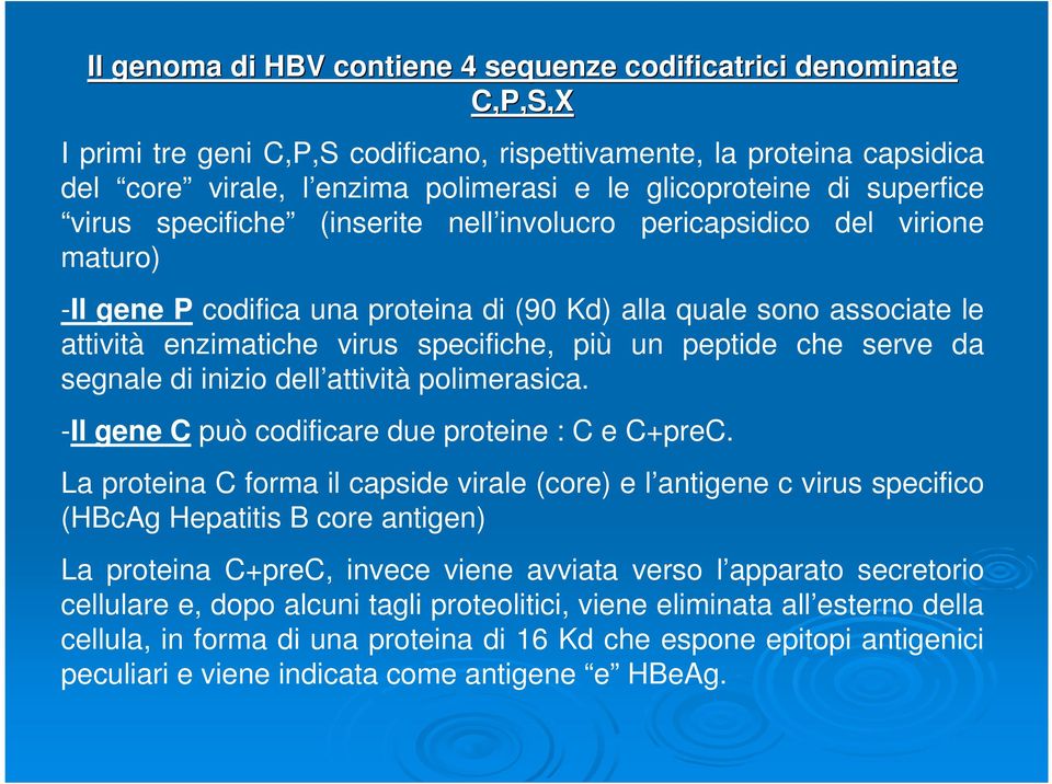 specifiche, più un peptide che serve da segnale di inizio dell attività polimerasica. -Il gene C può codificare due proteine : C e C+preC.