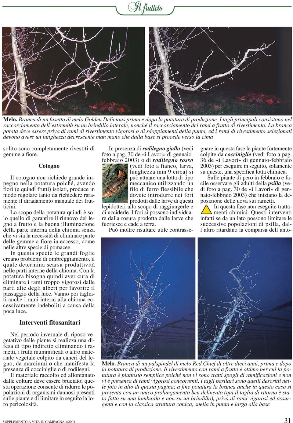 La branca potata deve essere priva di rami di rivestimento vigorosi o di sdoppiamenti della punta, ed i rami di rivestimento selezionati devono avere un lunghezza decrescente man mano che dalla base