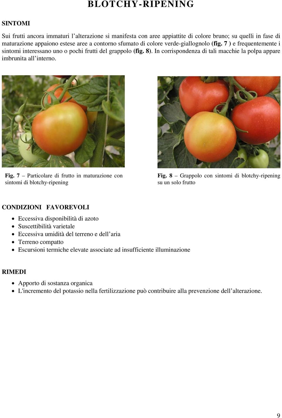 7 Particolare di frutto in maturazione con sintomi di blotchy-ripening Fig.
