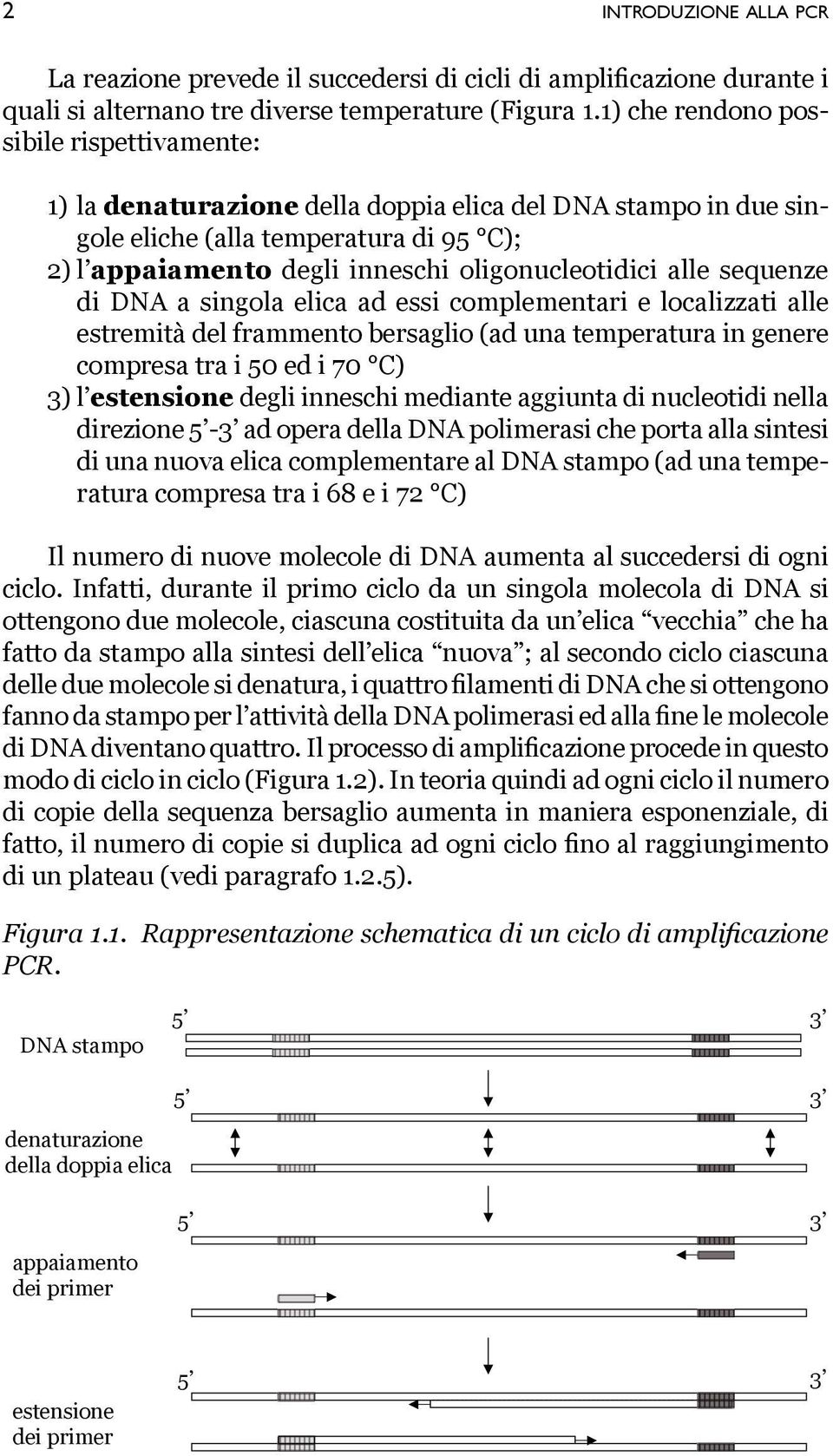 alle sequenze di DNA a singola elica ad essi complementari e localizzati alle estremità del frammento bersaglio (ad una temperatura in genere compresa tra i 50 ed i 70 C) 3) l estensione degli