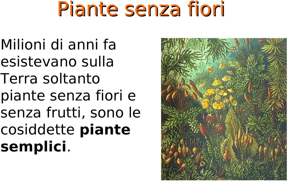 piante senza fiori e senza frutti,