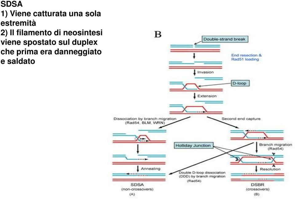 neosintesi viene spostato sul