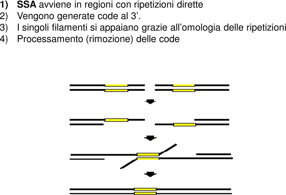 3) I singoli filamenti si appaiano grazie all