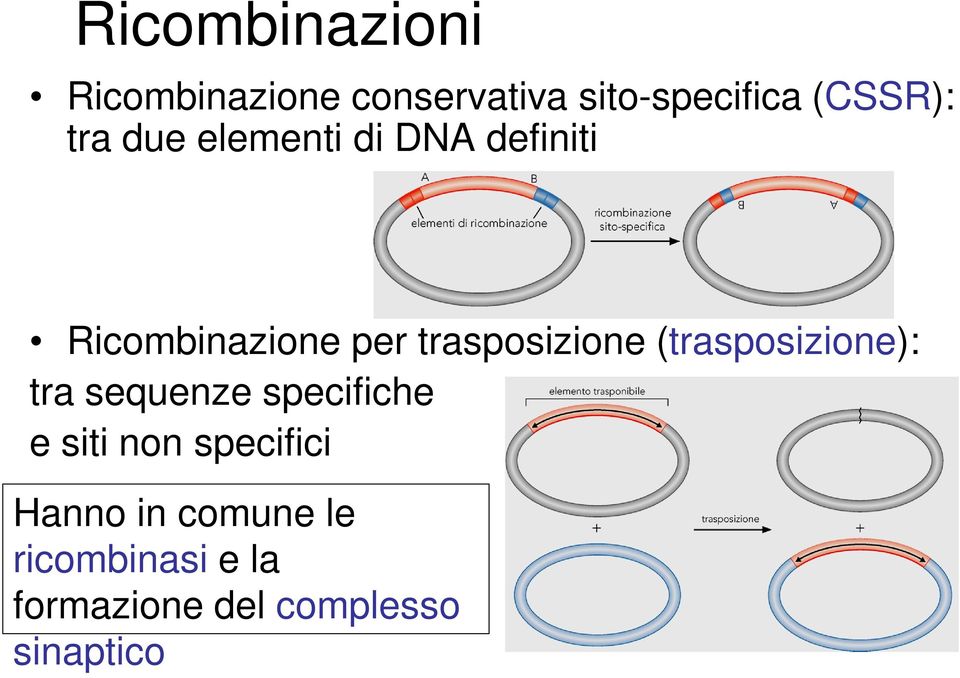 (trasposizione): tra sequenze specifiche e siti non specifici