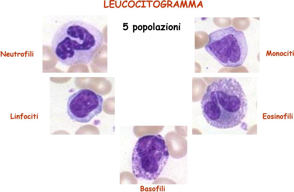 Neutrofili Monociti