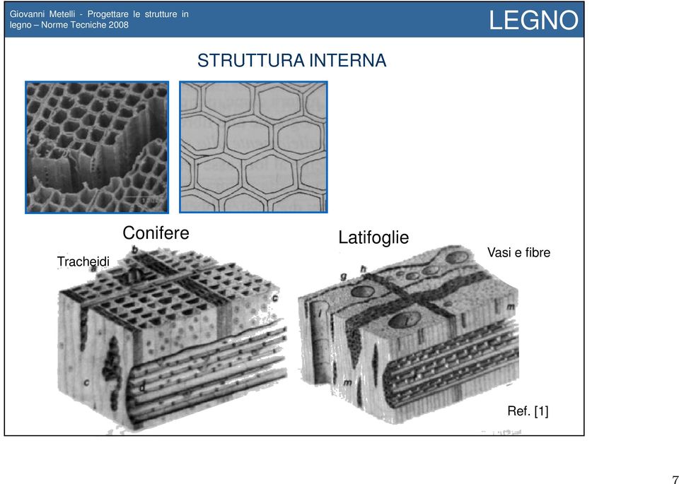 Conifere Latifoglie