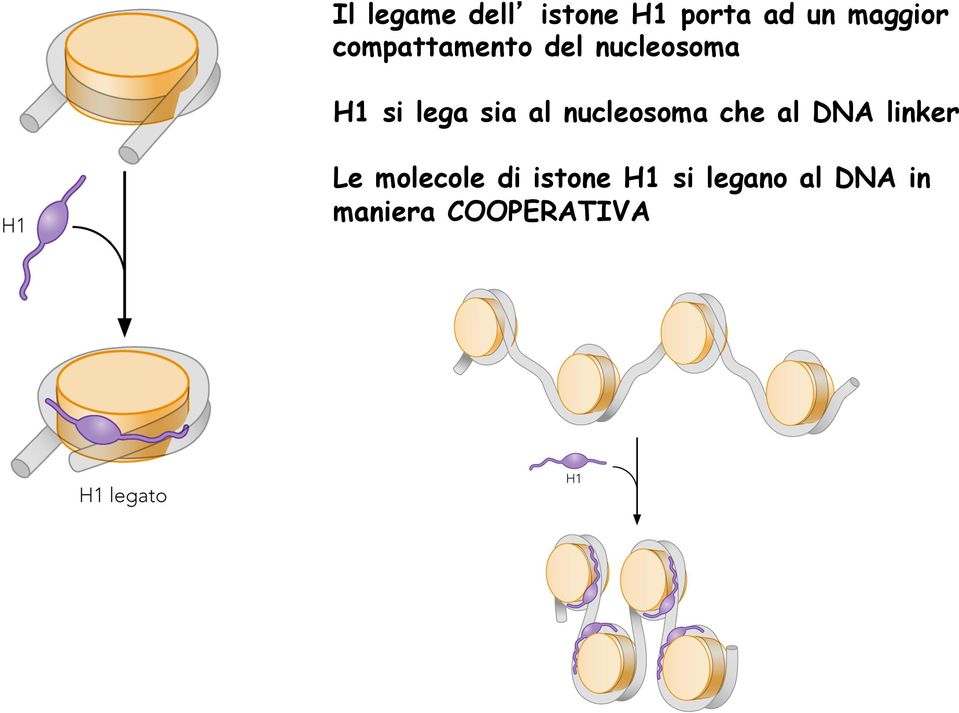 nucleosoma che al DNA linker Le molecole di