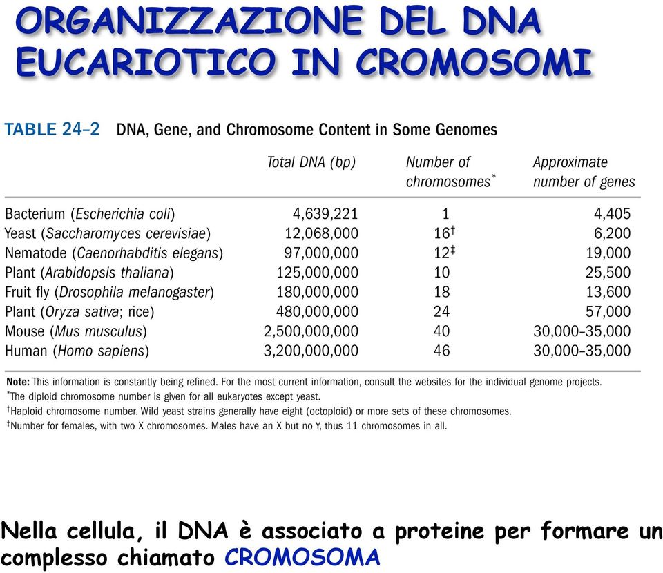 cellula, il DNA è associato a