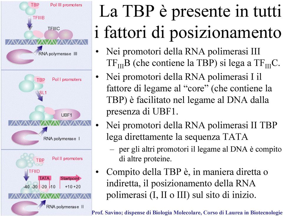 Nei promotori della RNA polimerasi I il fattore di legame al core (che contiene la TBP) è facilitato nel legame al DNA dalla presenza di