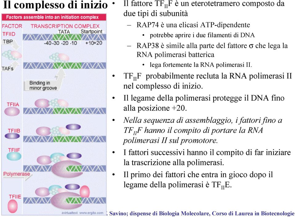 TF II F probabilmente recluta la RNA polimerasi II nel complesso di inizio. Il legame della polimerasi protegge il DNA fino alla posizione +20.