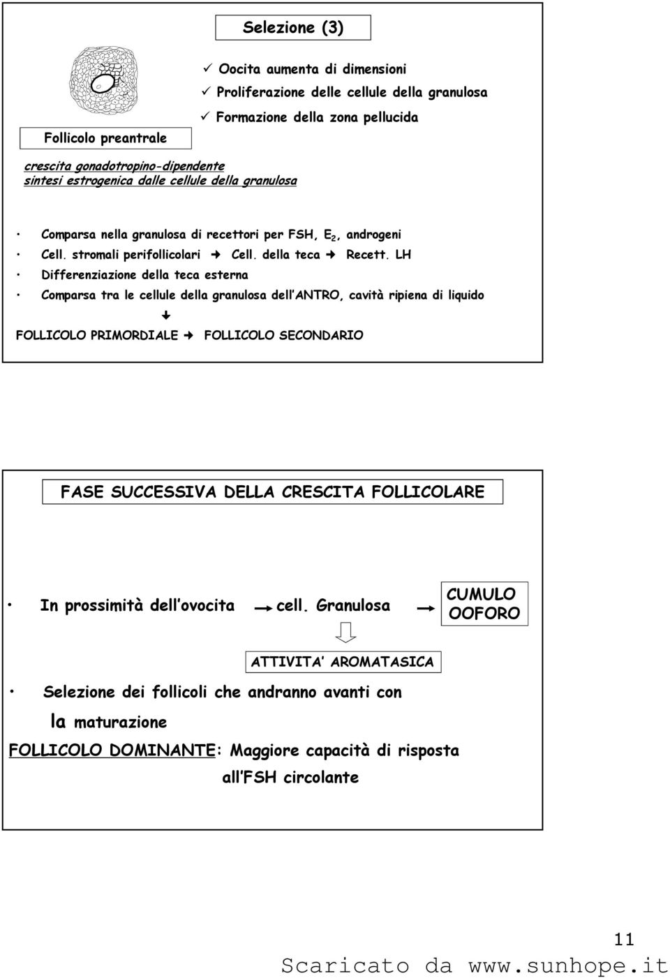 LH Differenziazione della teca esterna Comparsa tra le cellule della granulosa dell ANTRO, cavità ripiena di liquido FOLLICOLO PRIMORDIALE FOLLICOLO SECONDARIO FASE SUCCESSIVA DELLA