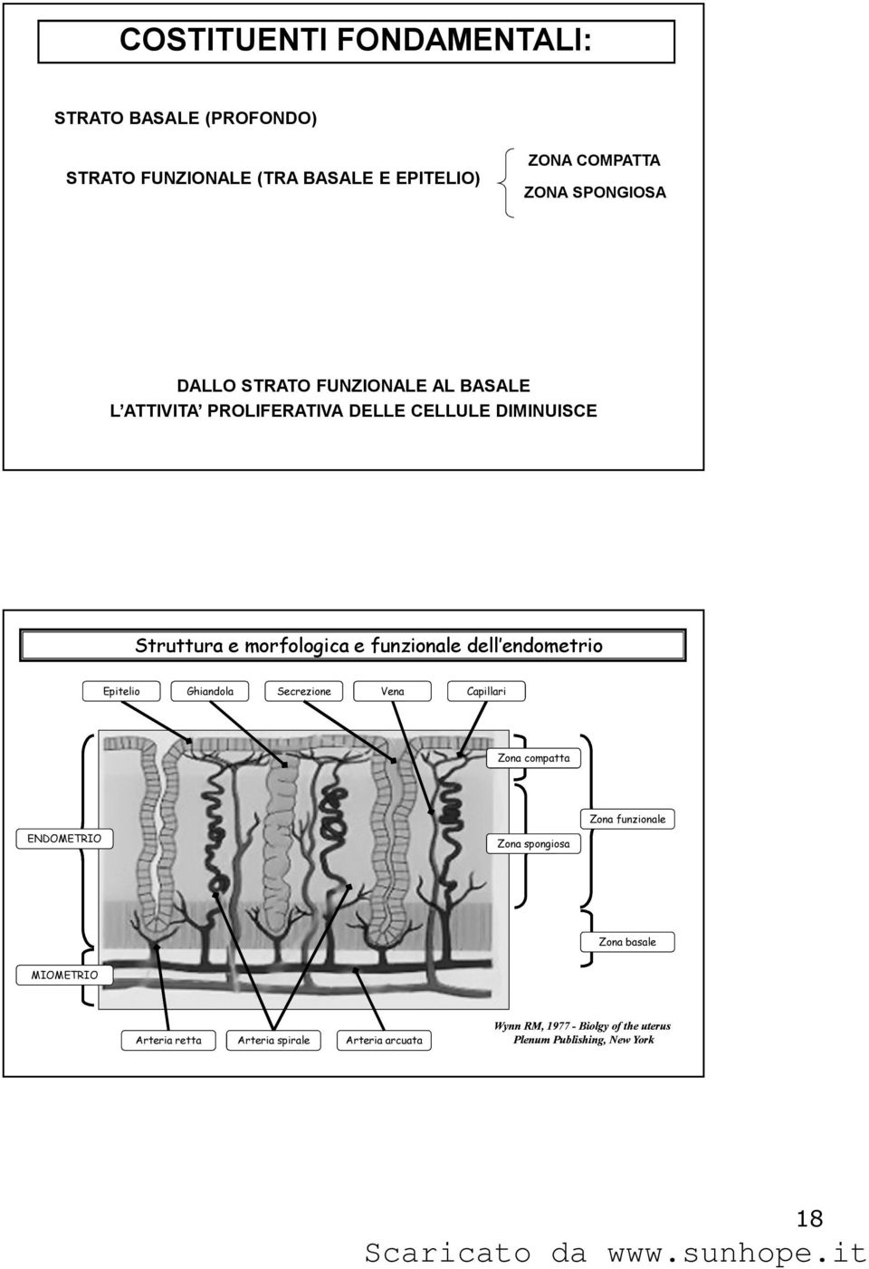 dell endometrio Epitelio Ghiandola Secrezione Vena Capillari Zona compatta ENDOMETRIO Zona spongiosa Zona funzionale Zona