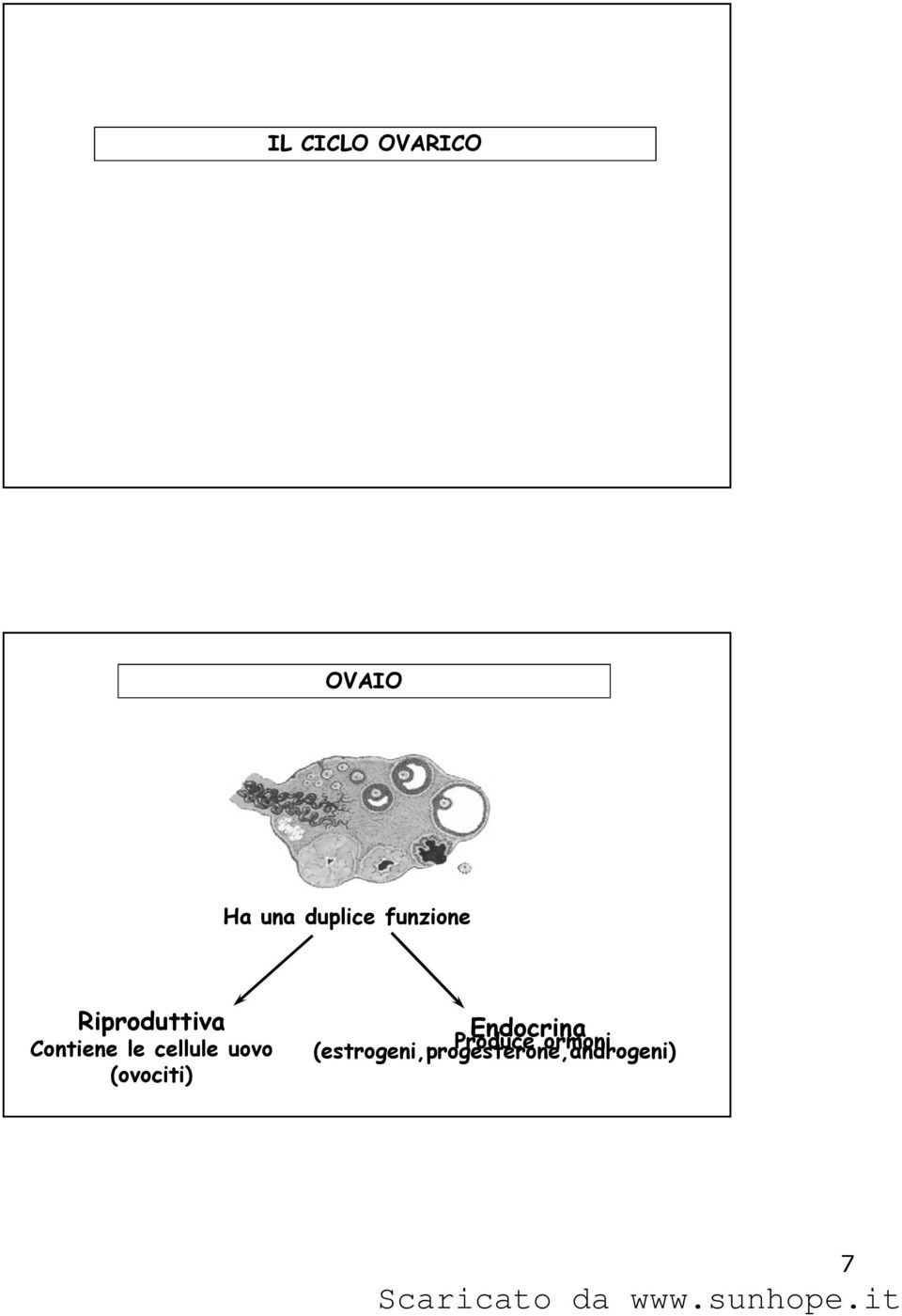 cellule uovo (ovociti) Endocrina