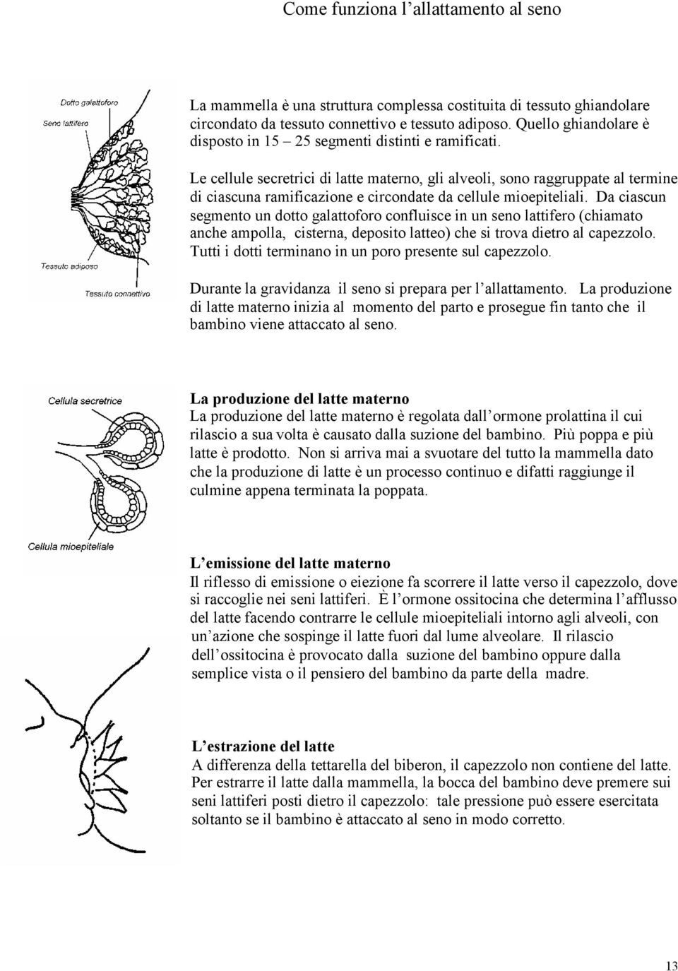 Le cellule secretrici di latte materno, gli alveoli, sono raggruppate al termine di ciascuna ramificazione e circondate da cellule mioepiteliali.