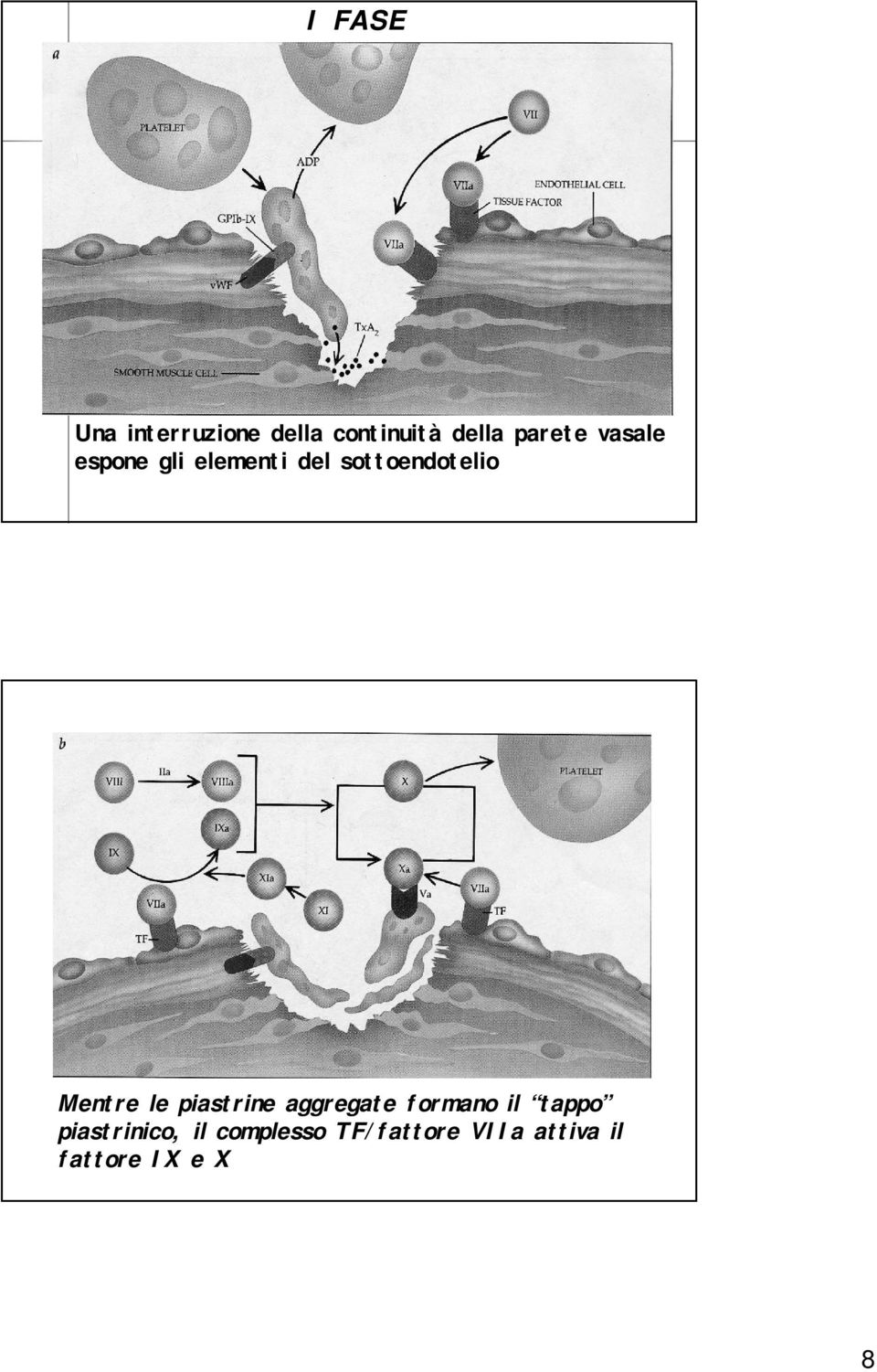 le piastrine aggregate formano il tappo piastrinico,