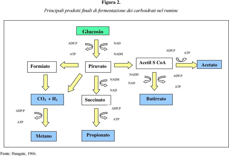 rumine Glucosio ADP,P NAD ATP NADH ADP,P ATP Formiato Piruvato