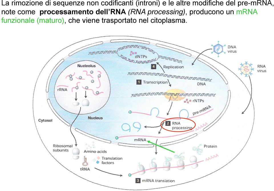 processamento dell RNA (RNA processing), producono un