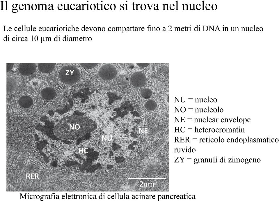 nucleo NO = nucleolo NE = nuclear envelope HC = heterocromatin RER = reticolo