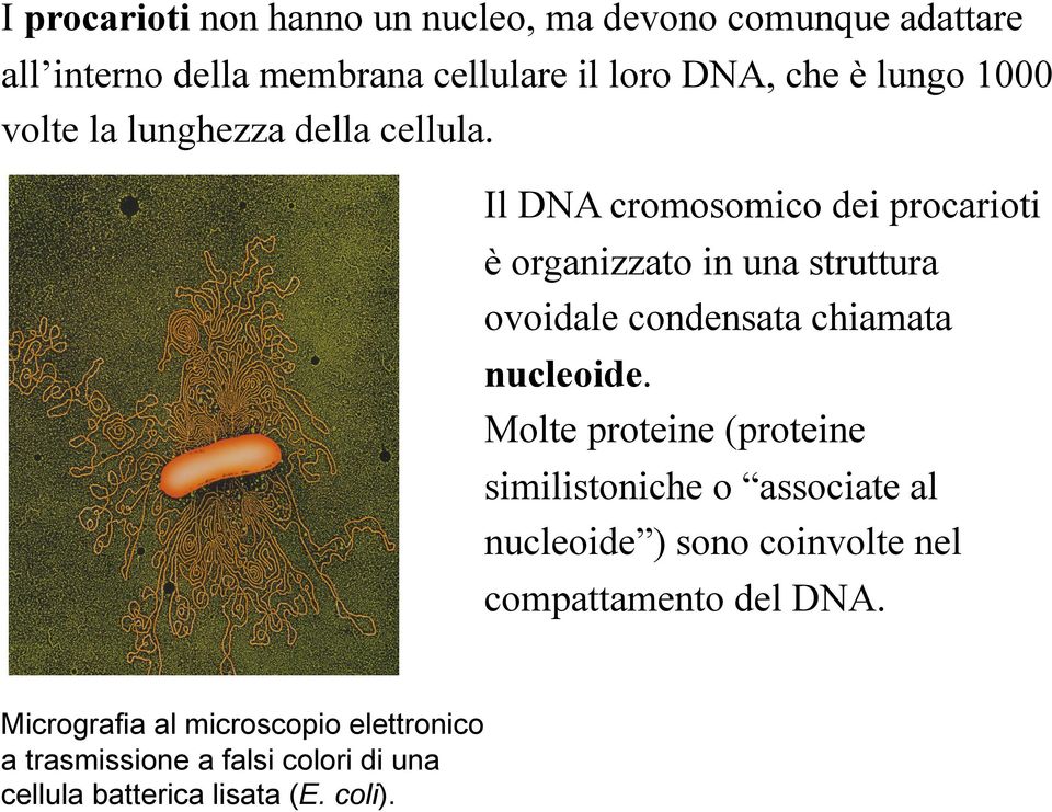 Il DNA cromosomico dei procarioti è organizzato in una struttura ovoidale condensata chiamata nucleoide.