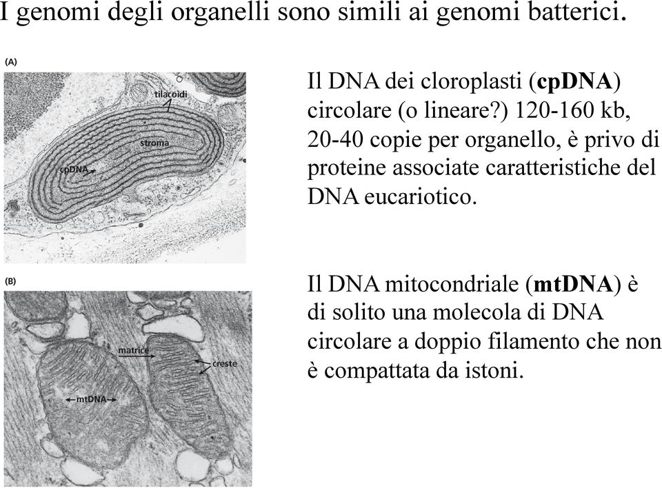 ) 120-160 kb, 20-40 copie per organello, è privo di proteine associate