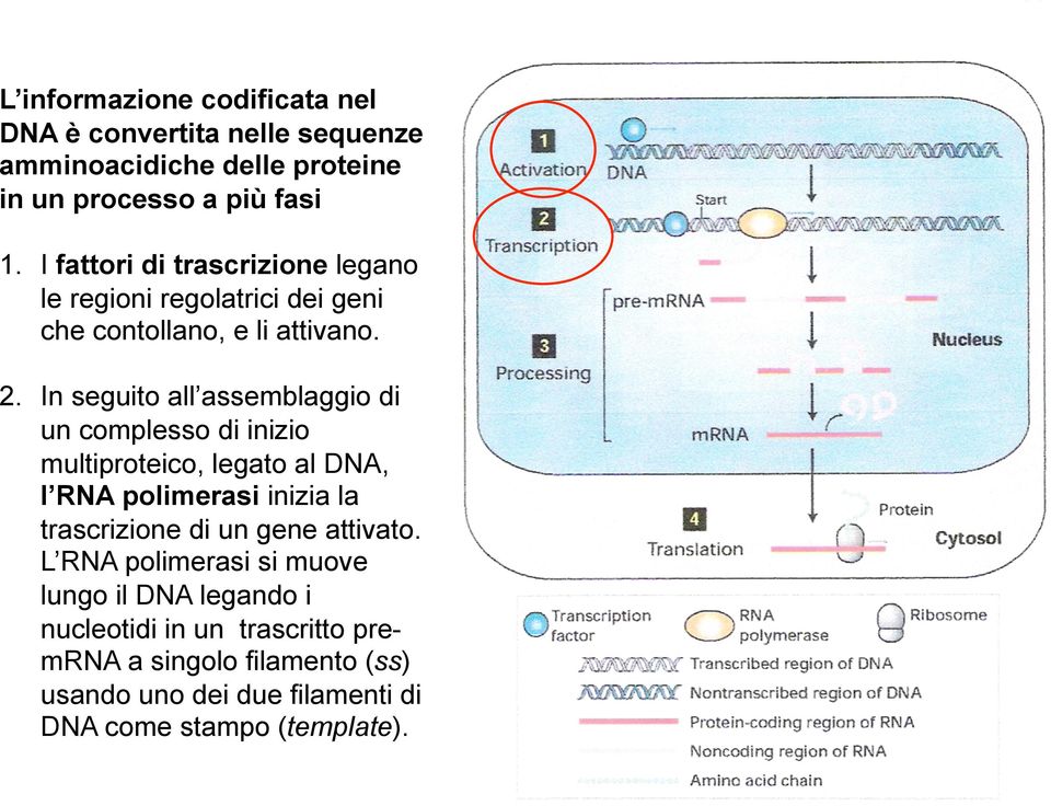 In seguito all assemblaggio di un complesso di inizio multiproteico, legato al DNA, l RNA polimerasi inizia la trascrizione di un