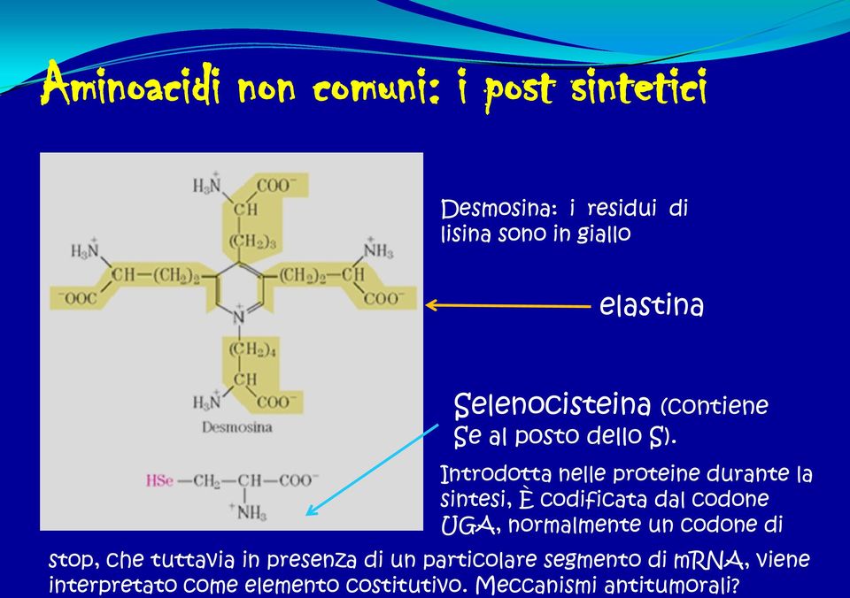 Introdotta nelle proteine durante la sintesi, È codificata dal codone UGA, normalmente un