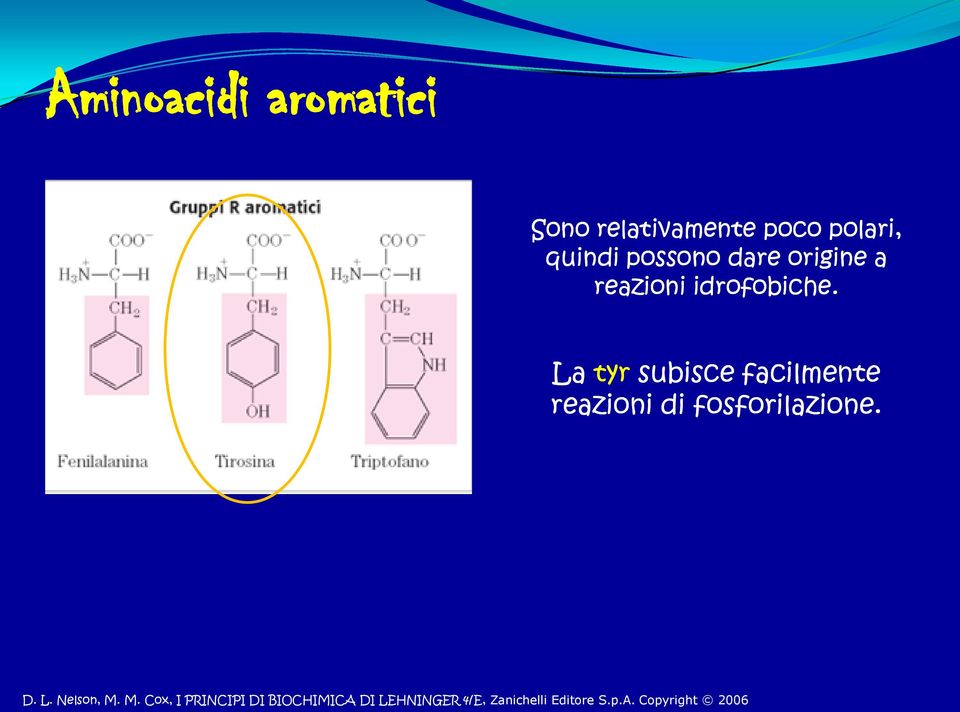 La tyr subisce facilmente reazioni di fosforilazione. D. L.