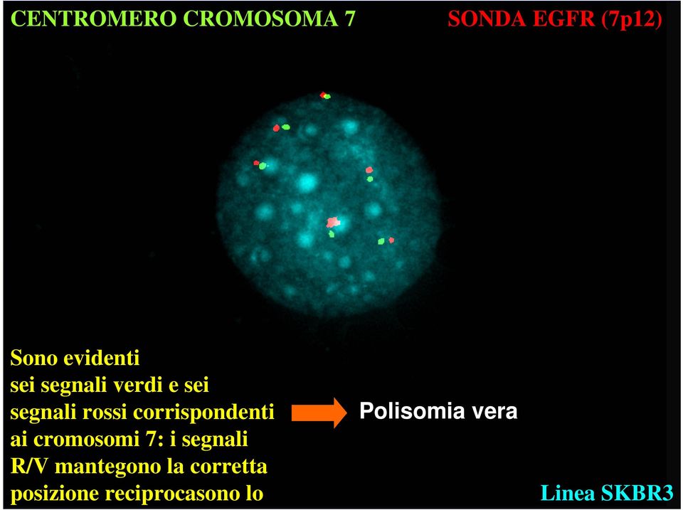 corrispondenti ai cromosomi 7: i segnali R/V