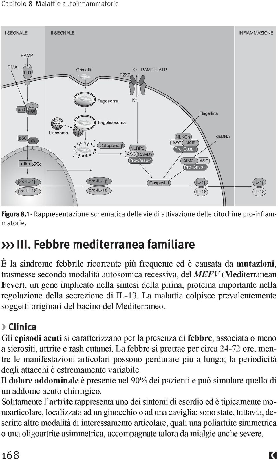 1 - Rappresentazione schematica delle vie di attivazione delle citochine pro-infiammatorie. III.